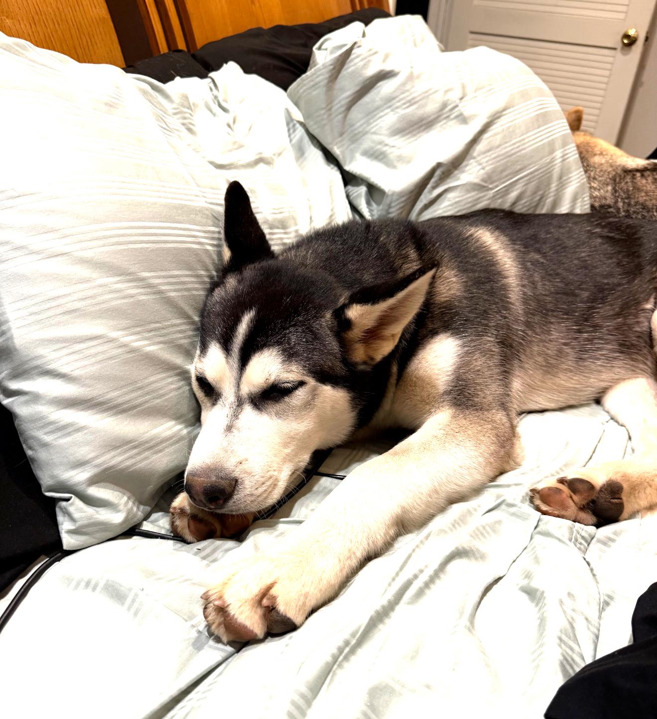 Enlarge Levi , an adopted Siberian Husky in Winters, CA image 3/5