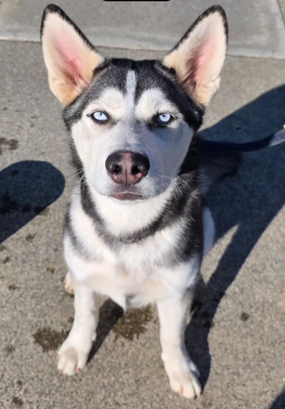 Enlarge Levi , an adopted Siberian Husky in Winters, CA image 2/5
