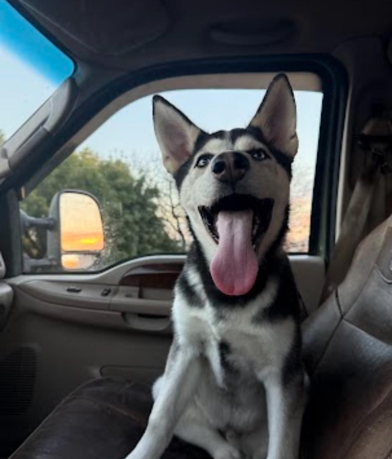 Levi , adopted, Puppy Male Siberian Husky.