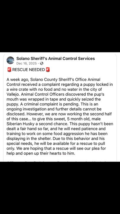 Enlarge Levi , an adopted Siberian Husky in Winters, CA video 5/5