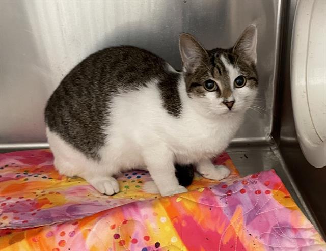 Enlarge MINTY, a Adoptable Domestic Short Hair in Sugar Land, TX image 1/1