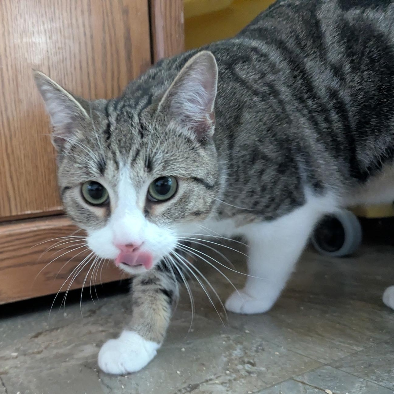 Olipurr, adopted, Young Male Domestic Short Hair.