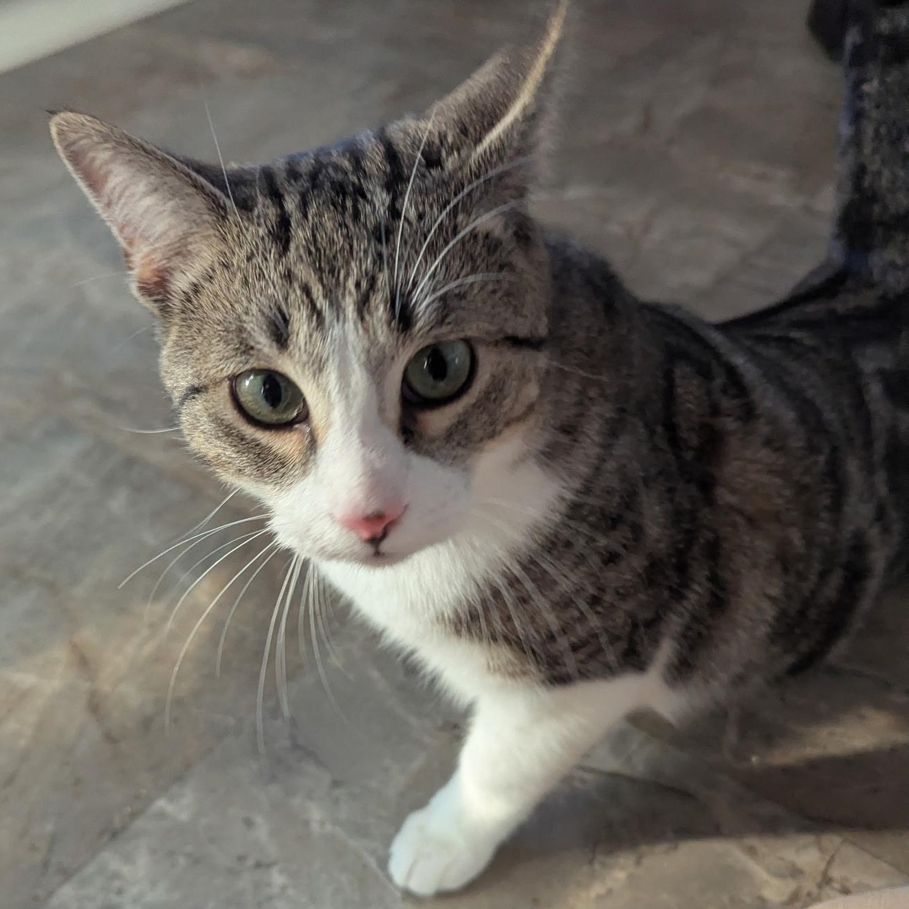 Olipurr, an adopted mixed breed in The Dalles, OR image 2/3