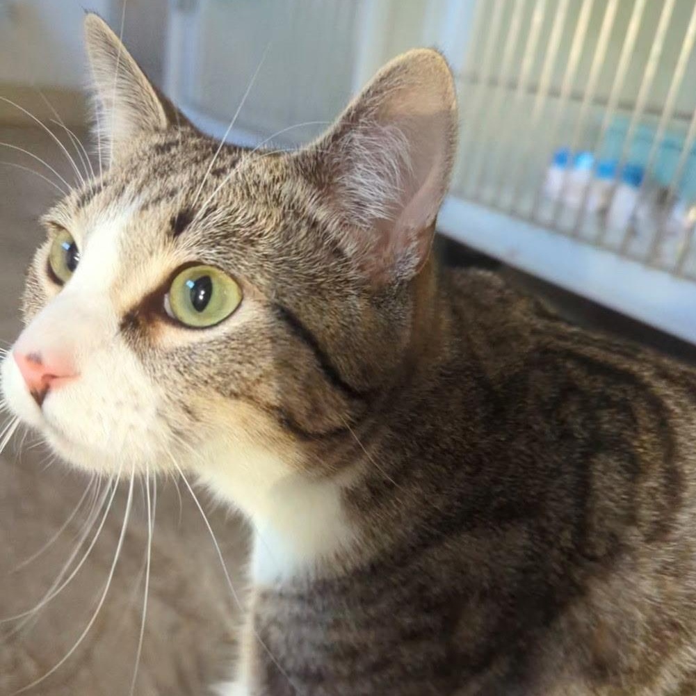 Olipurr, an adopted mixed breed in The Dalles, OR image 3/3