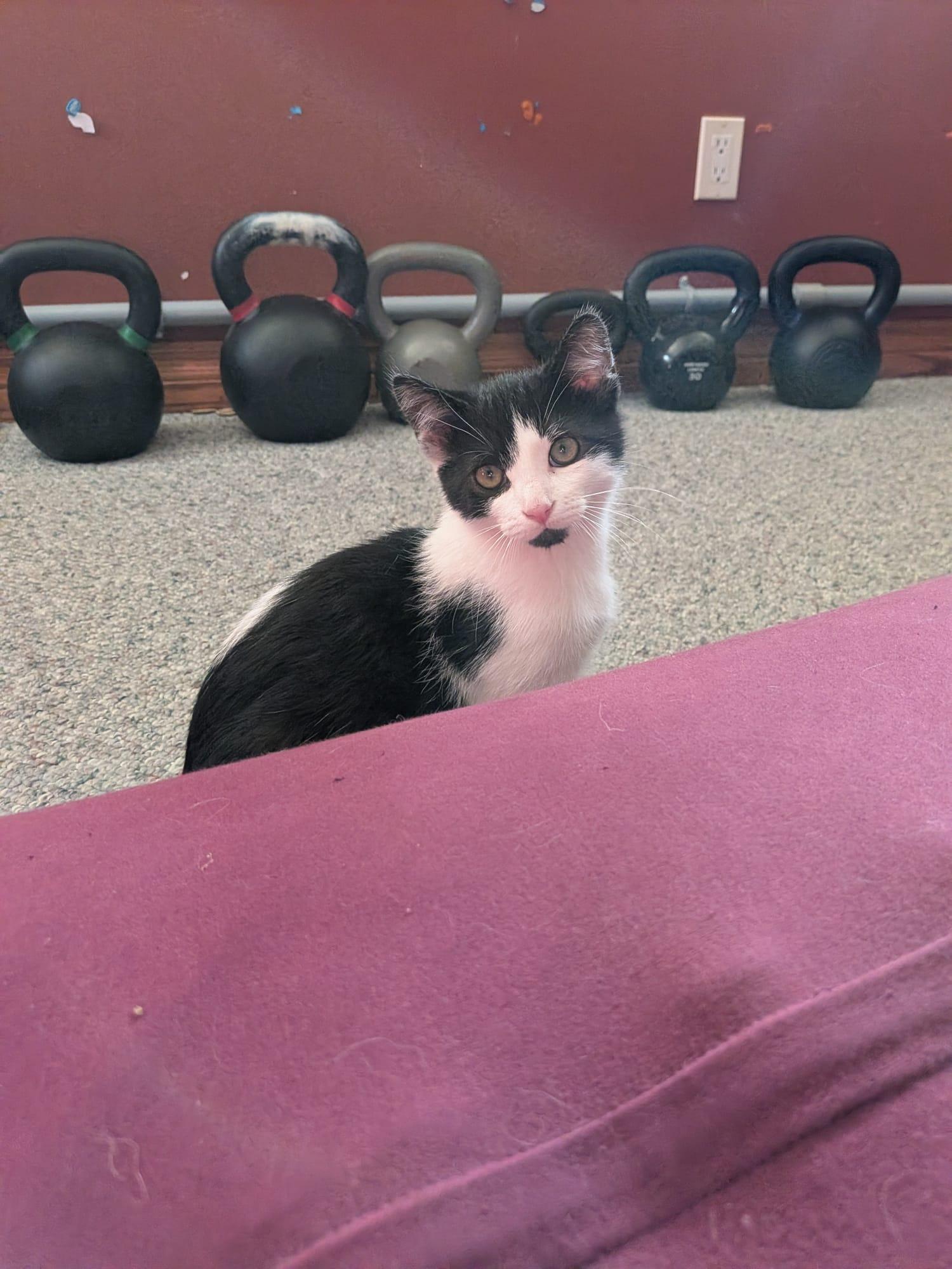 Enlarge Fitz, a Adoptable Domestic Short Hair in Cambridge, ON image 2/3