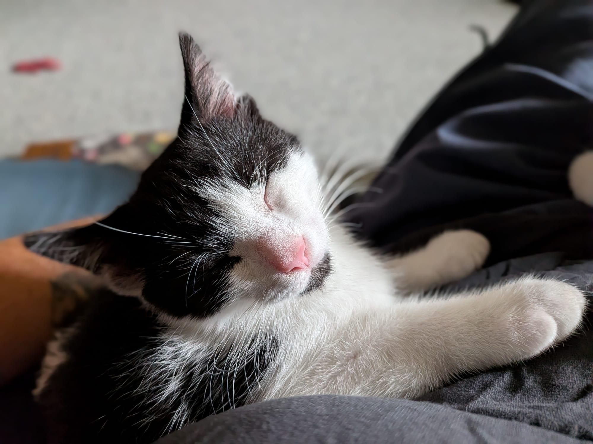 Enlarge Fitz, a Adoptable Domestic Short Hair in Cambridge, ON image 3/3