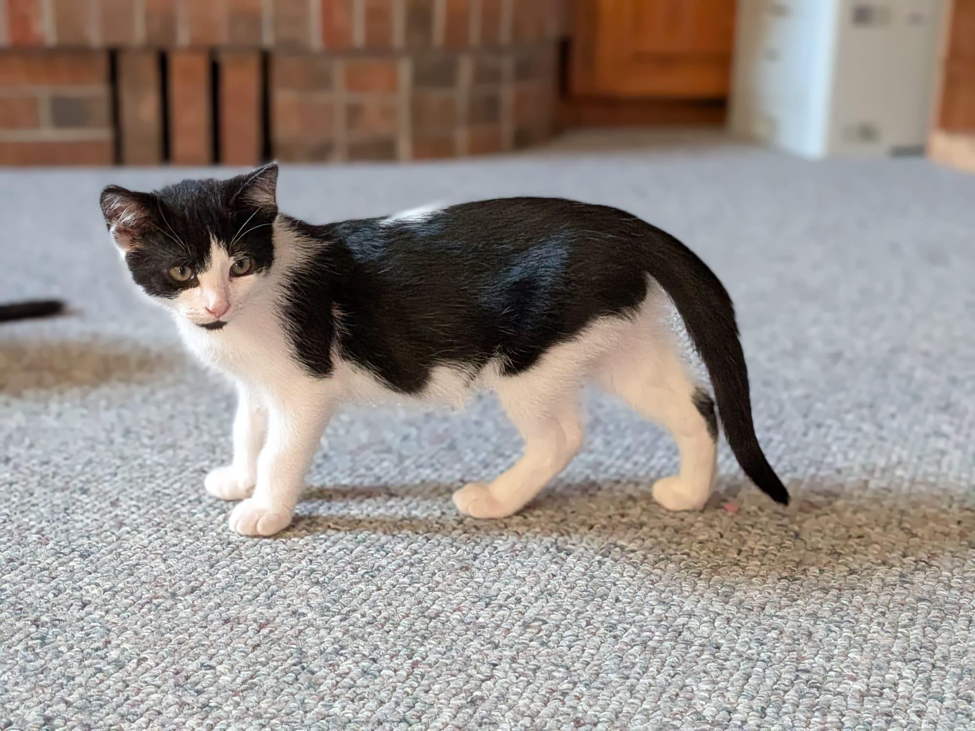 Enlarge Fitz, a Adoptable Domestic Short Hair in Cambridge, ON image 1/3