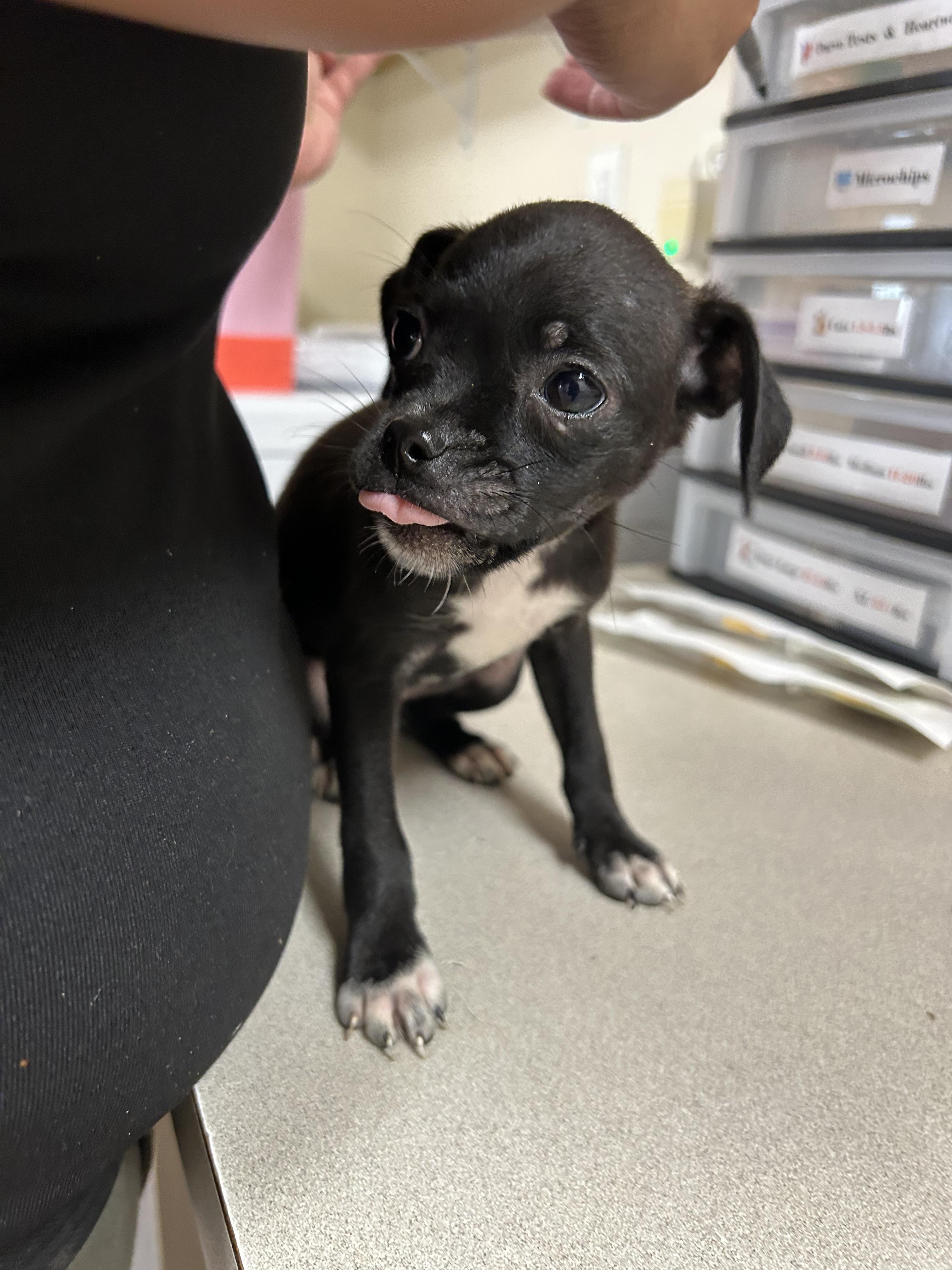Enlarge Eleanor, a ADOPTABLE mixed breed in Portland, ME image 1/1