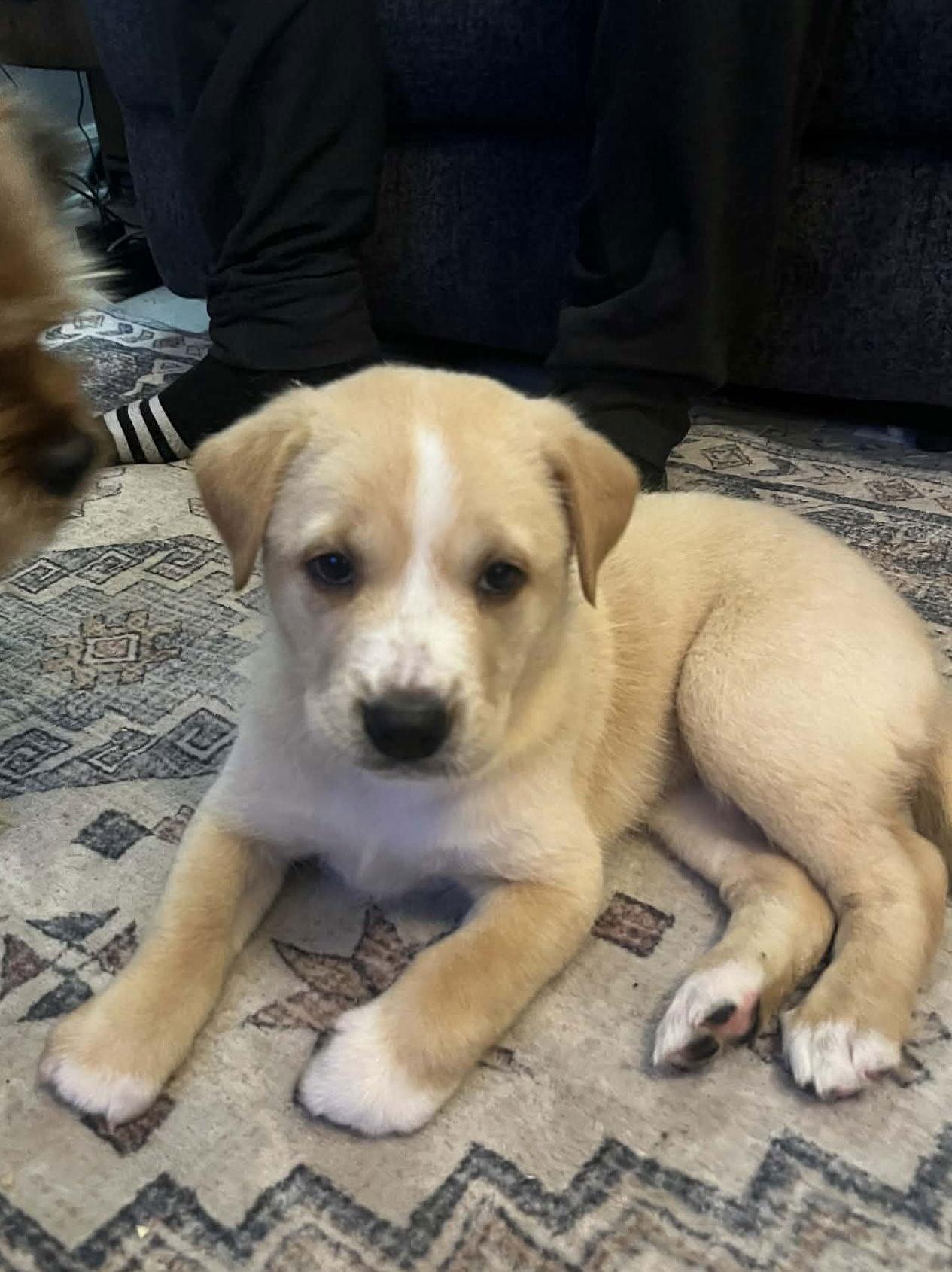 Callie pup, Adoptable, Puppy Female Australian Shepherd.