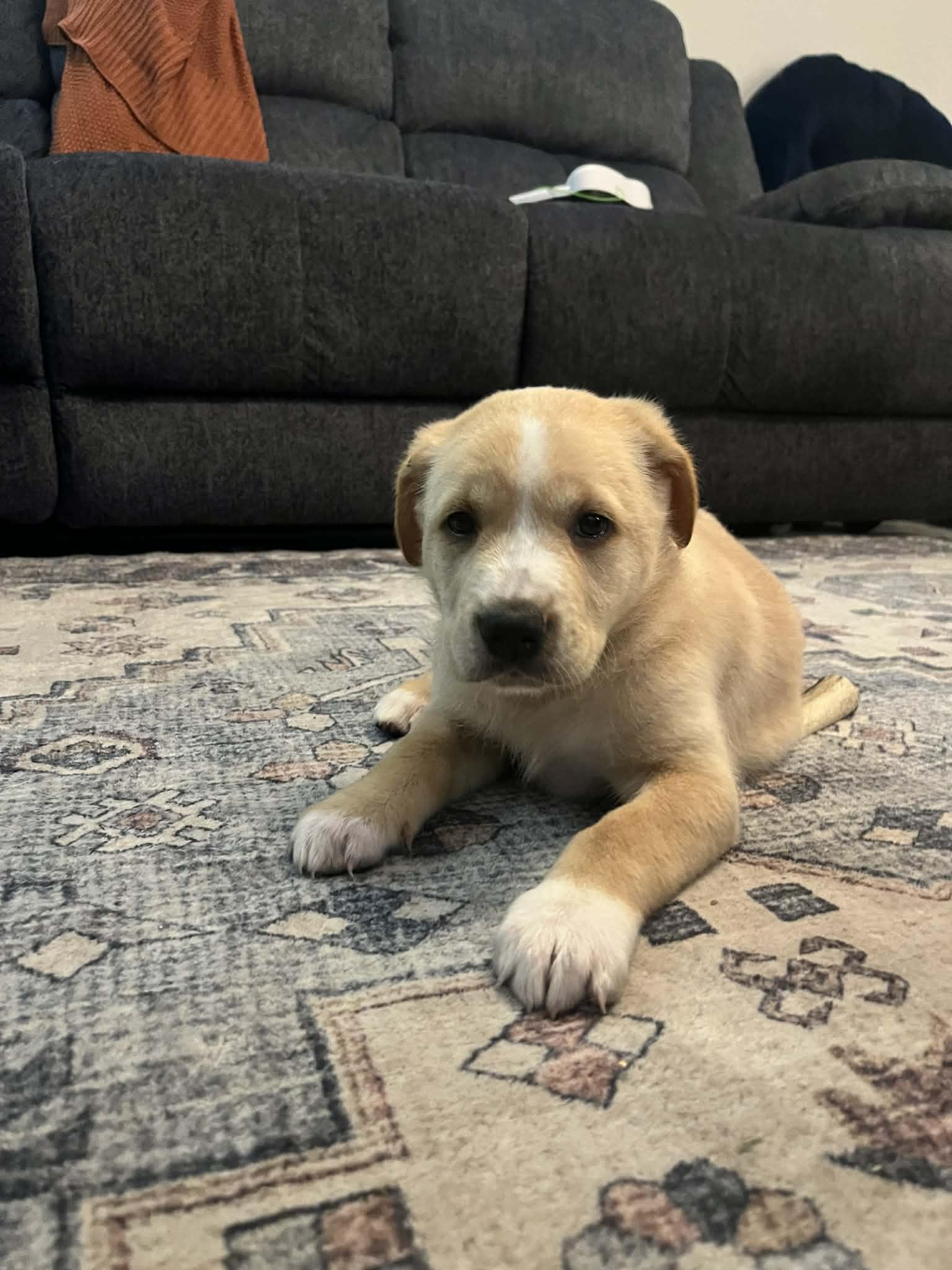 Callie pup, Adoptable, Puppy Female Australian Shepherd.