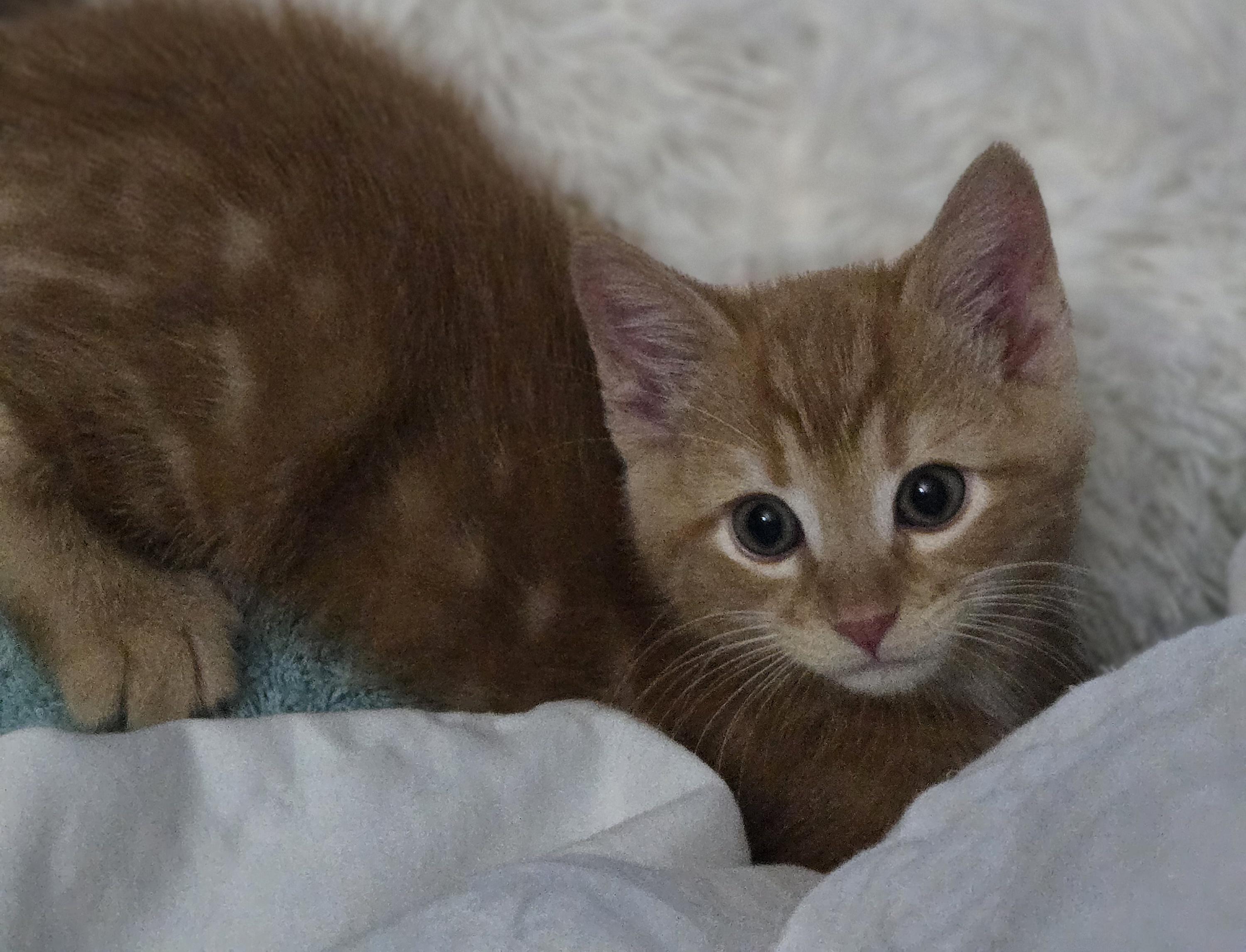 Karsen, adopted, Kitten Male Domestic Short Hair.