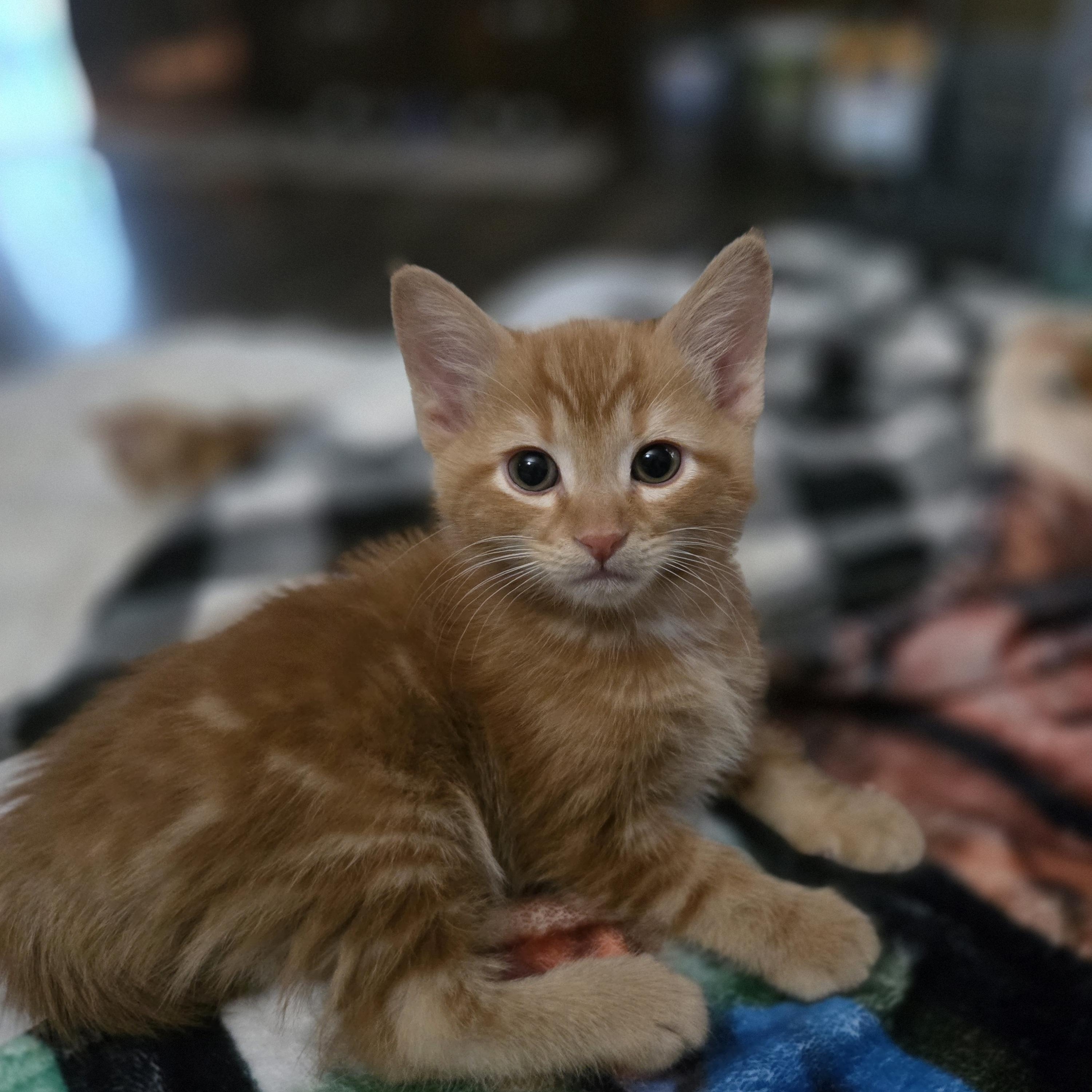 Karsen, an adopted Domestic Short Hair in Grove City, OH image 2/3
