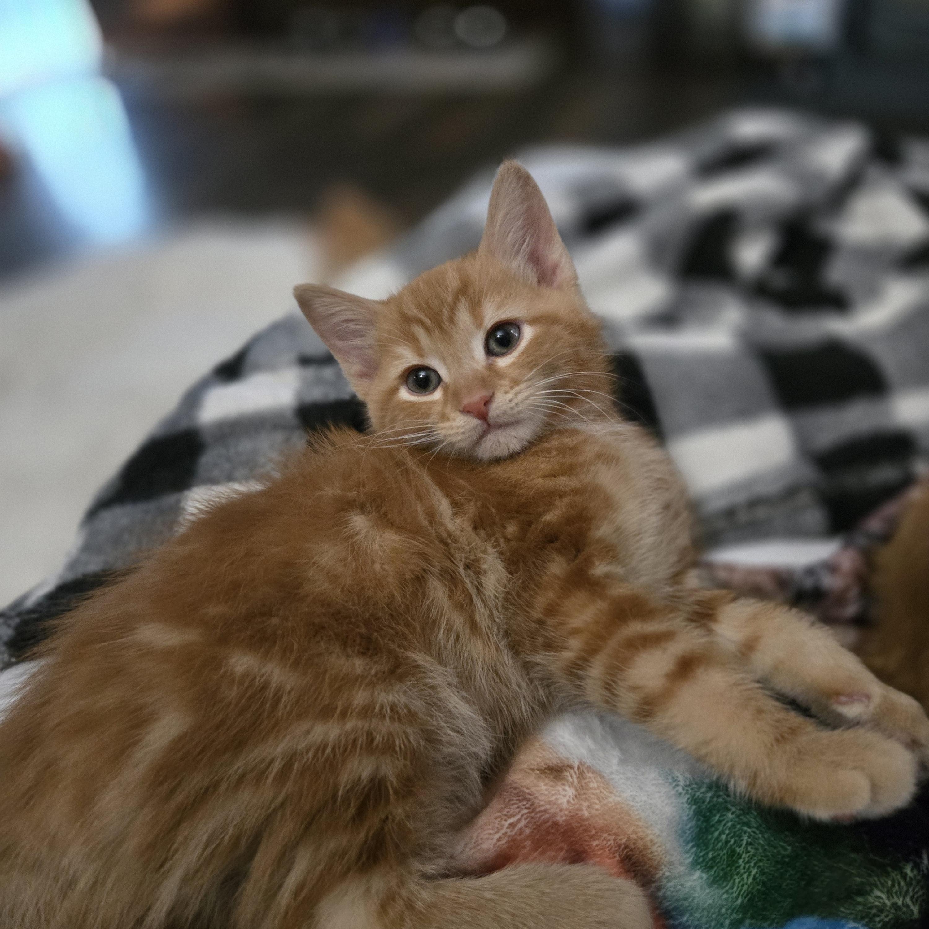 Karsen, an adopted Domestic Short Hair in Grove City, OH image 3/3