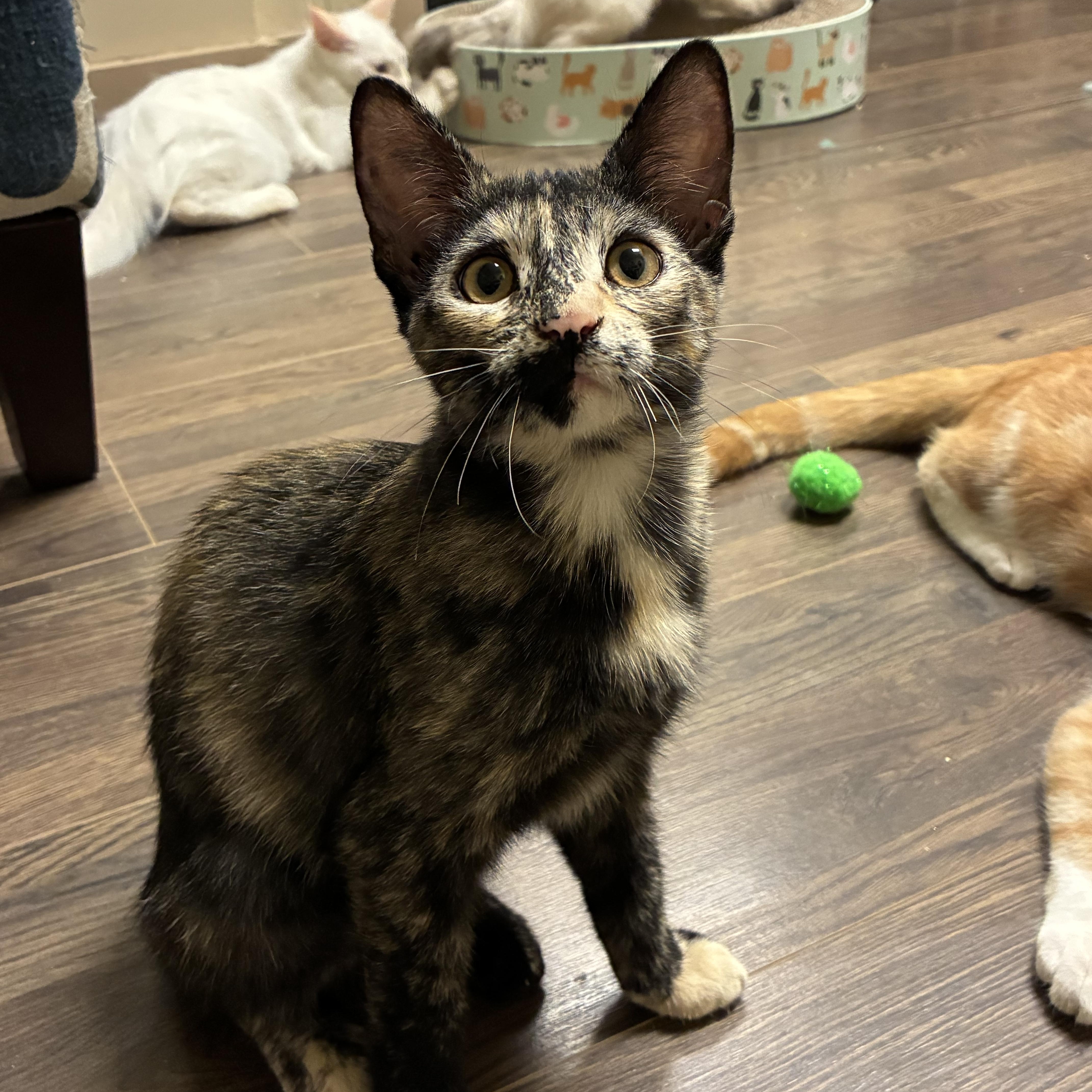 Cersei, Adoptable, Kitten Female Domestic Short Hair.