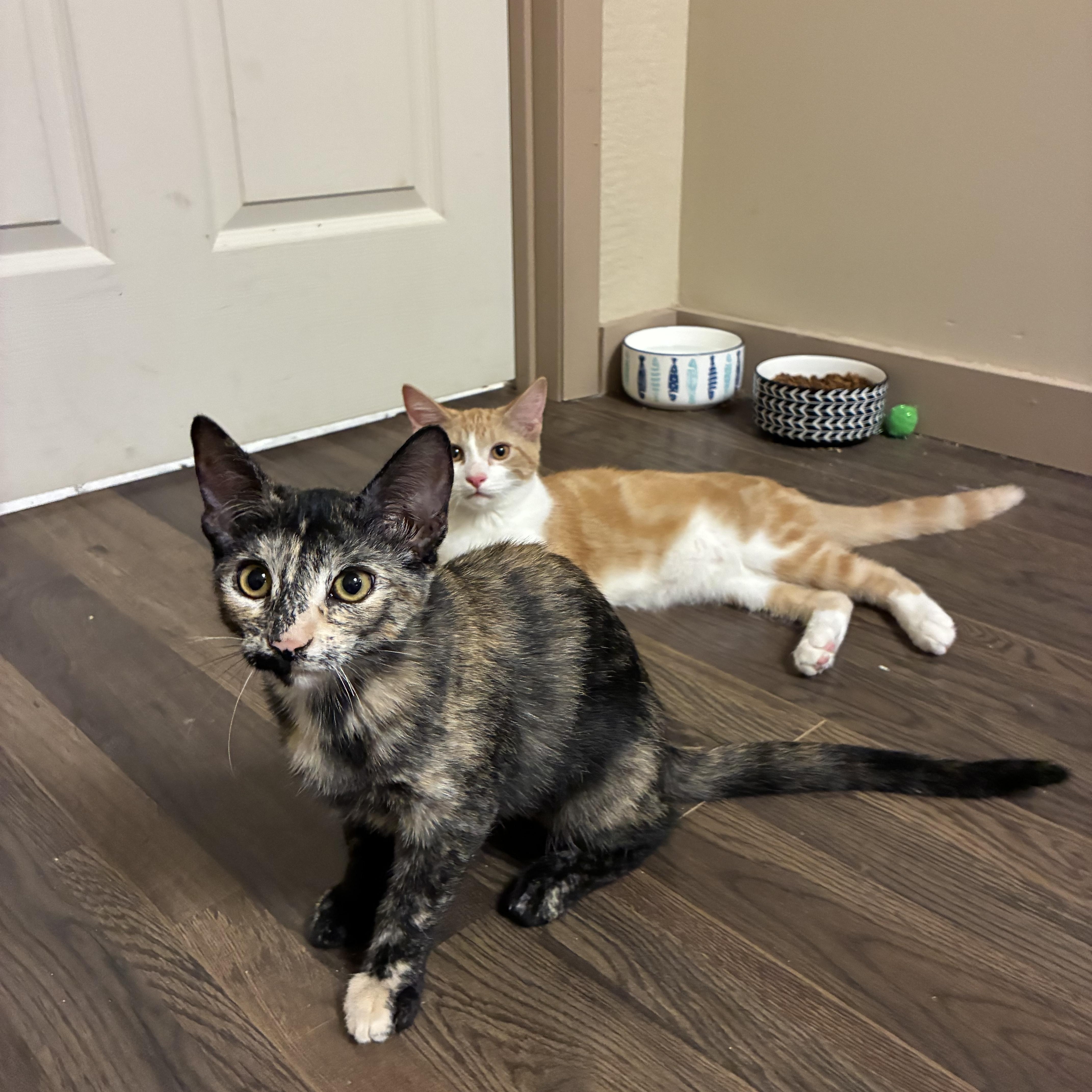 Enlarge Cersei, a Adoptable Domestic Short Hair in queen creek, AZ image 4/5