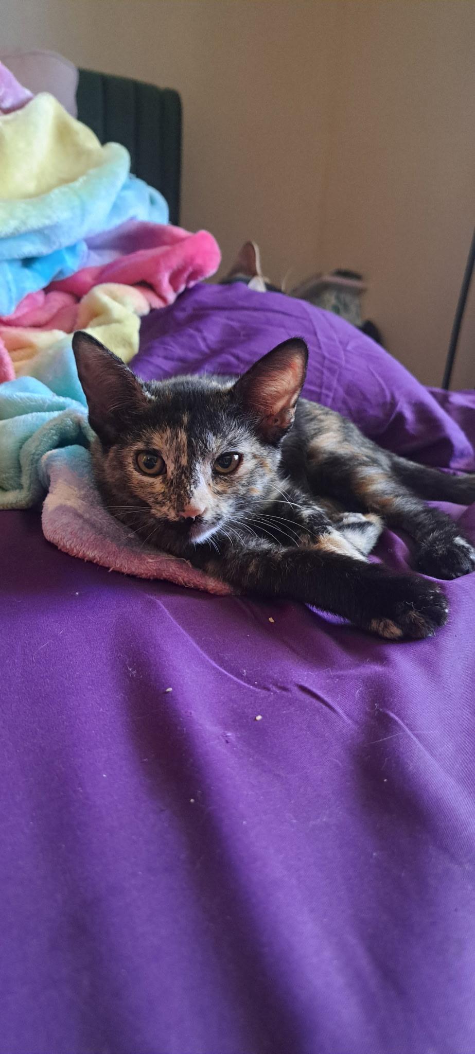 Enlarge Cersei, a Adoptable Domestic Short Hair in queen creek, AZ image 2/2