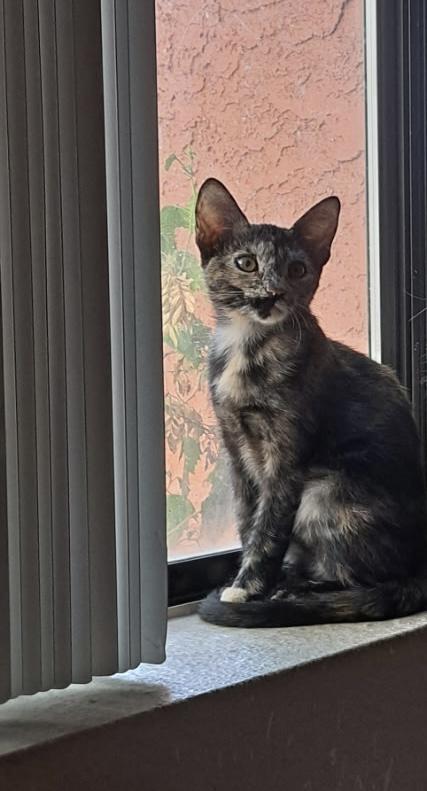 Cersei, Adoptable, Kitten Female Domestic Short Hair.