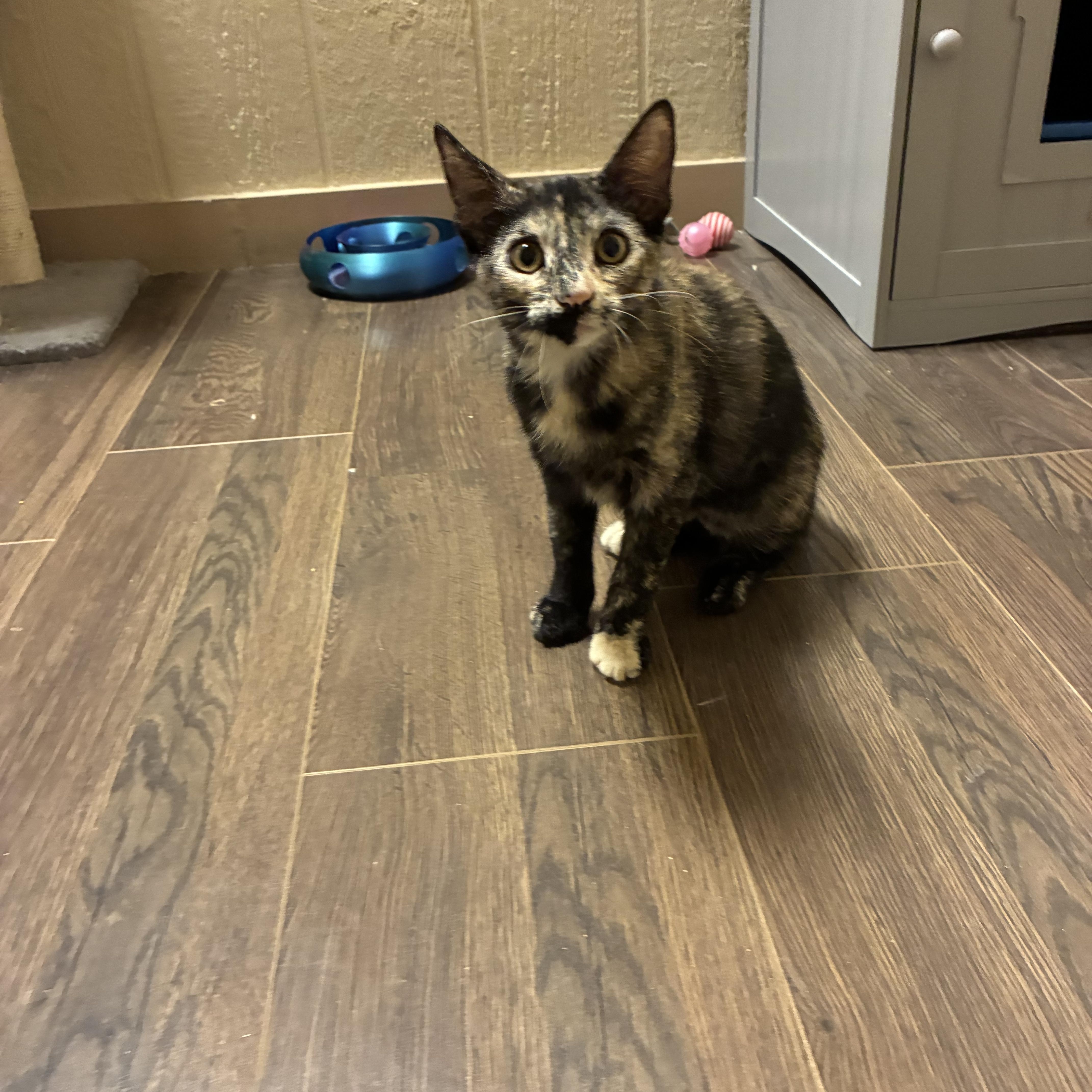 Enlarge Cersei, a Adoptable Domestic Short Hair in queen creek, AZ image 3/5