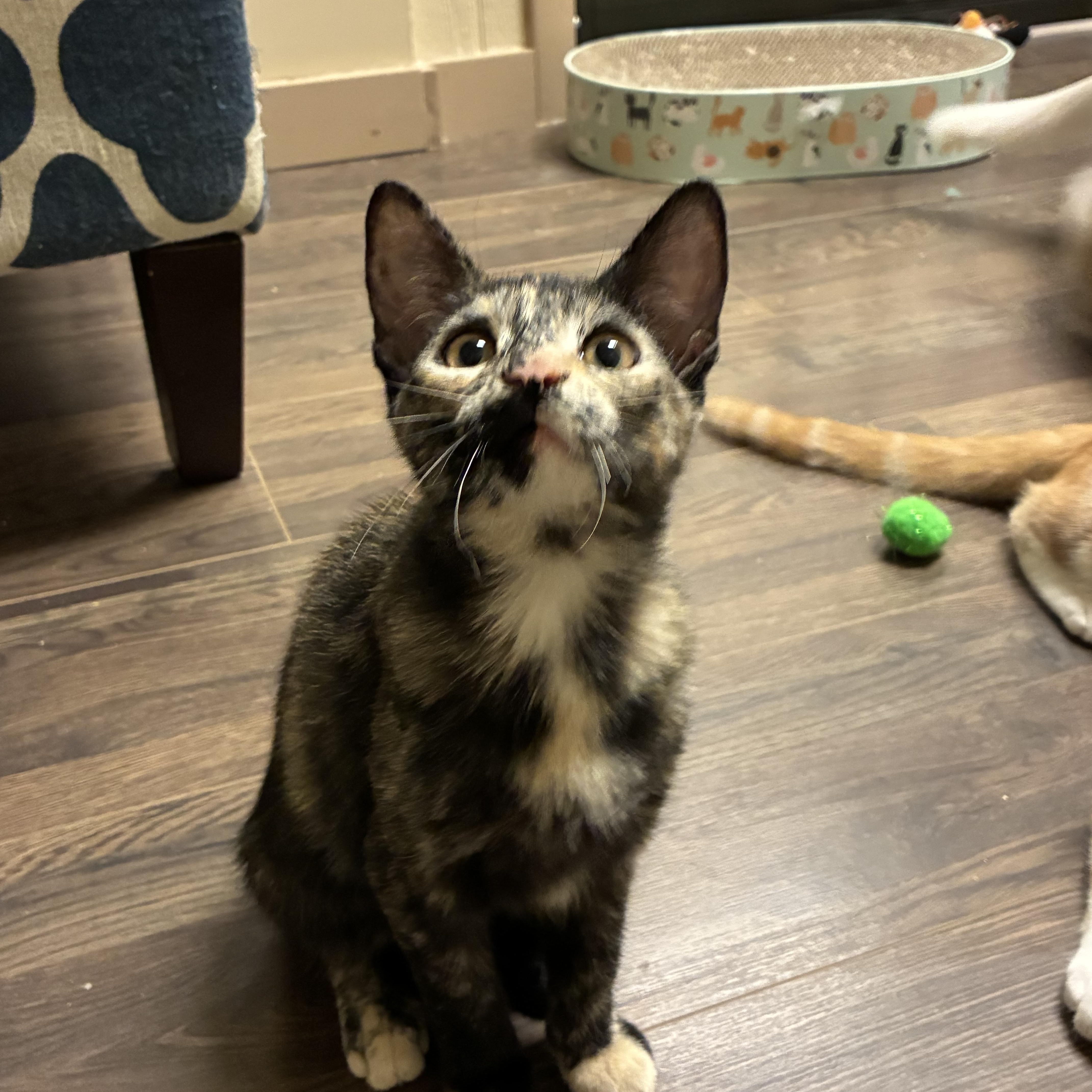Enlarge Cersei, a Adoptable Domestic Short Hair in queen creek, AZ image 5/5