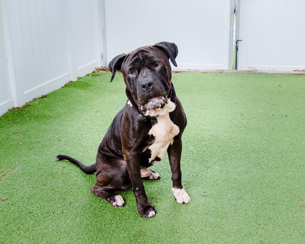 Shadow, Adoptable, Adult Male Bullmastiff.