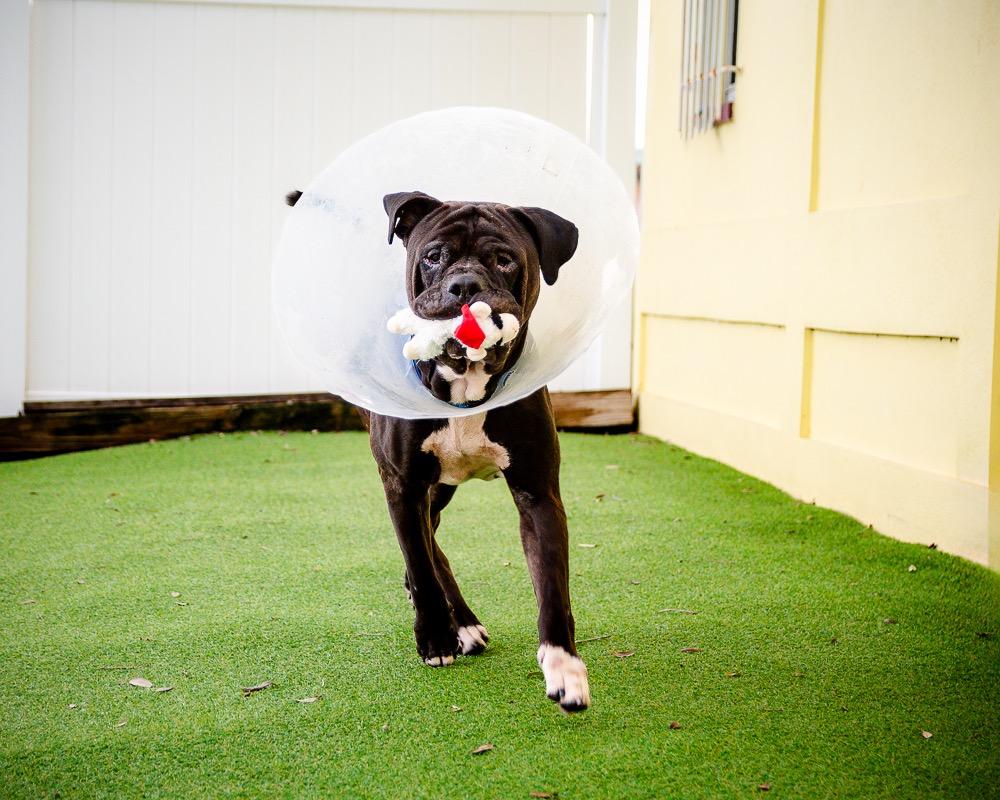 Shadow, a Adoptable mixed breed in Saint Petersburg, FL image 1/3