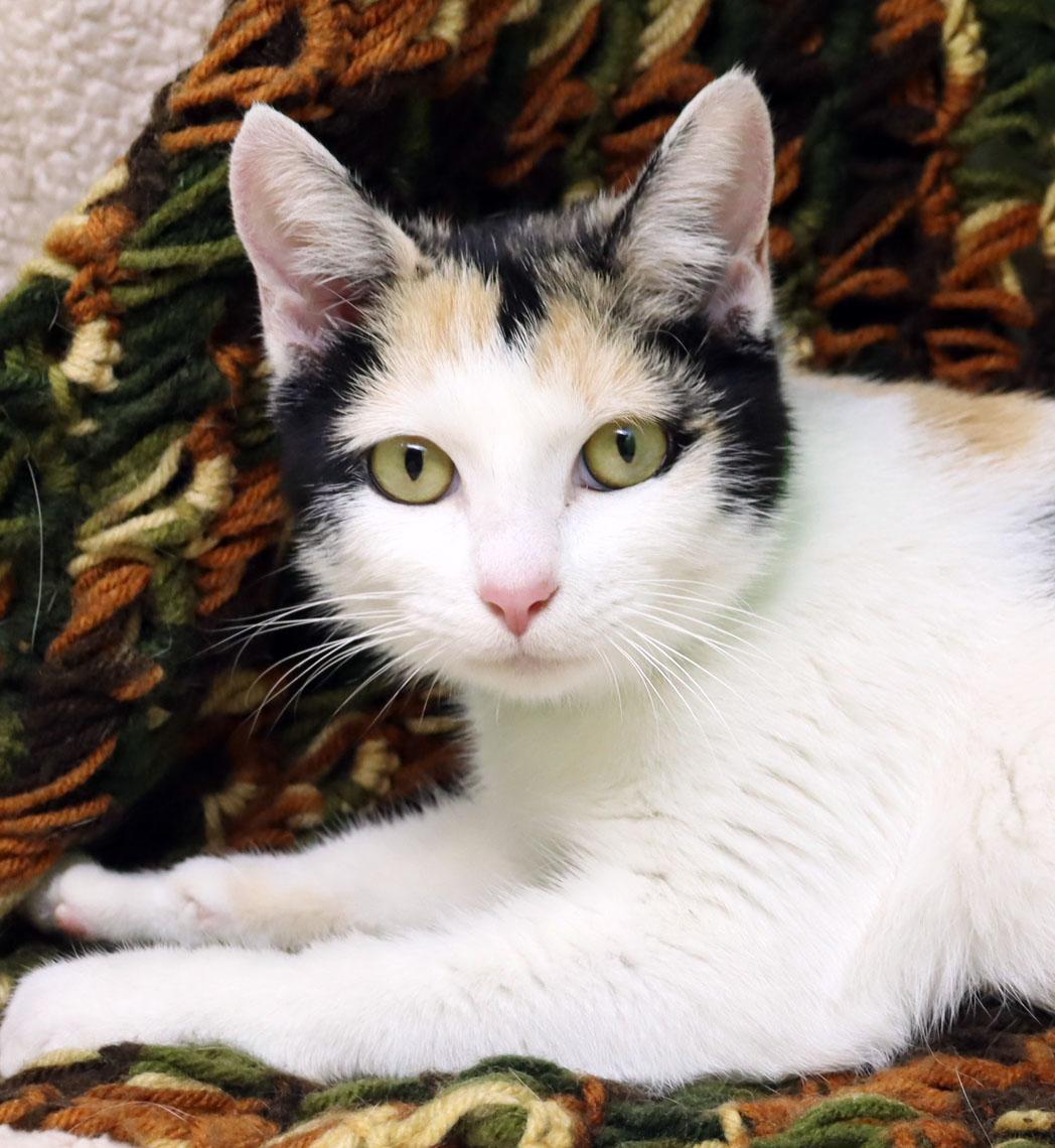 Enlarge Honey, a Adoptable Domestic Short Hair in Tierra Verde, FL image 1/2