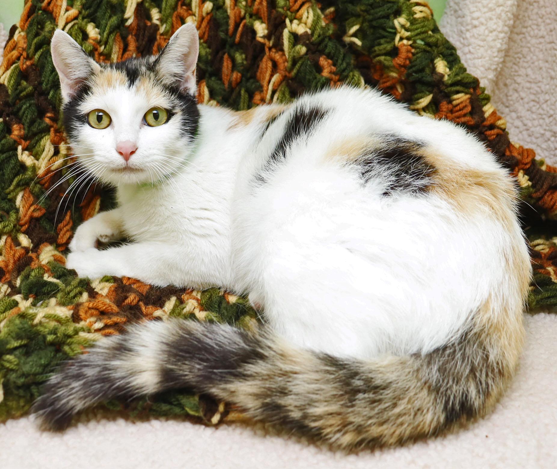 Enlarge Honey, a Adoptable Domestic Short Hair in Tierra Verde, FL image 2/2