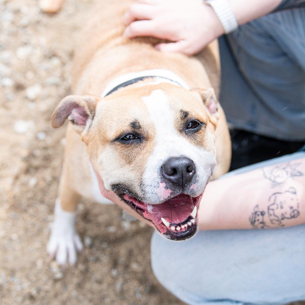 Six, Adoptable, Adult Female Mixed Breed.
