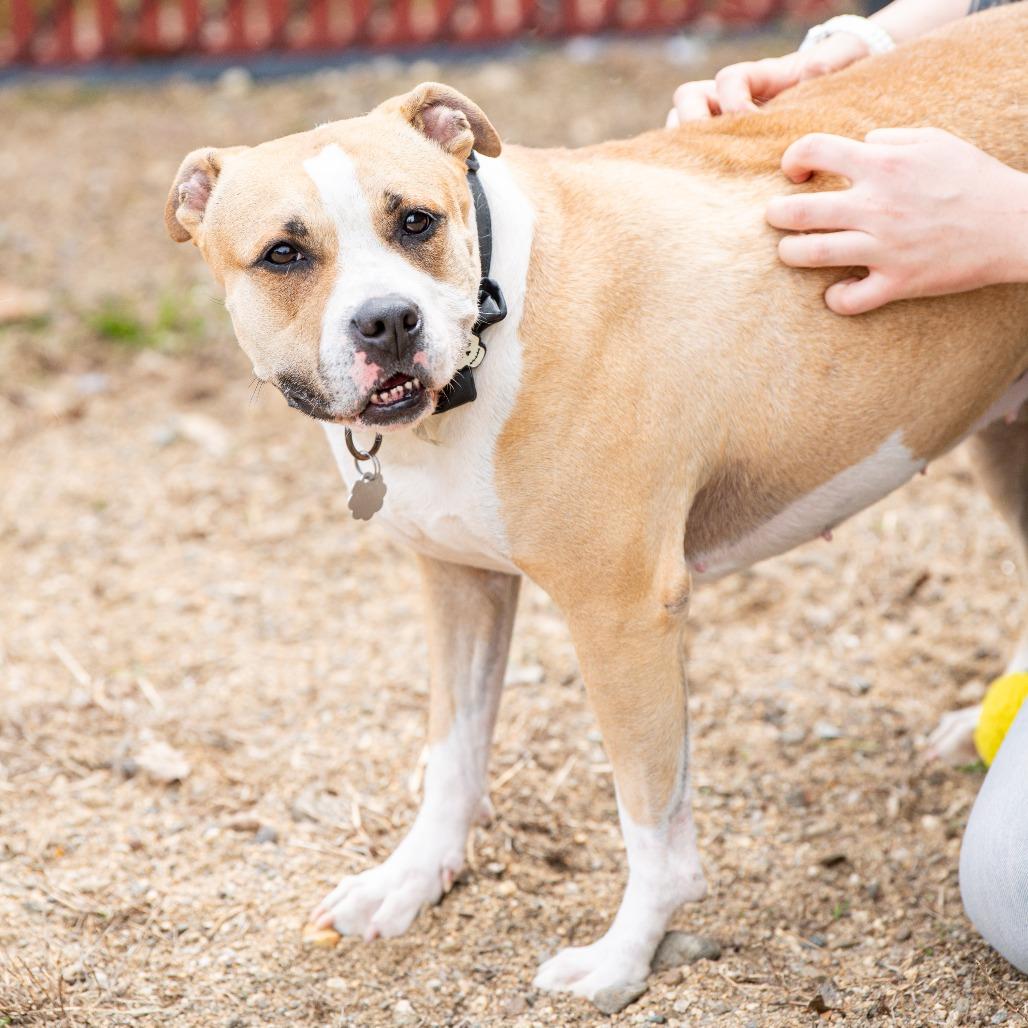 Enlarge Six, a Adoptable Mixed Breed in Kennebunk, ME image 2/6