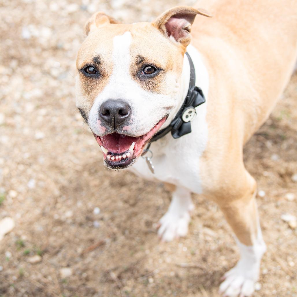 Enlarge Six, a Adoptable Mixed Breed in Kennebunk, ME image 3/6
