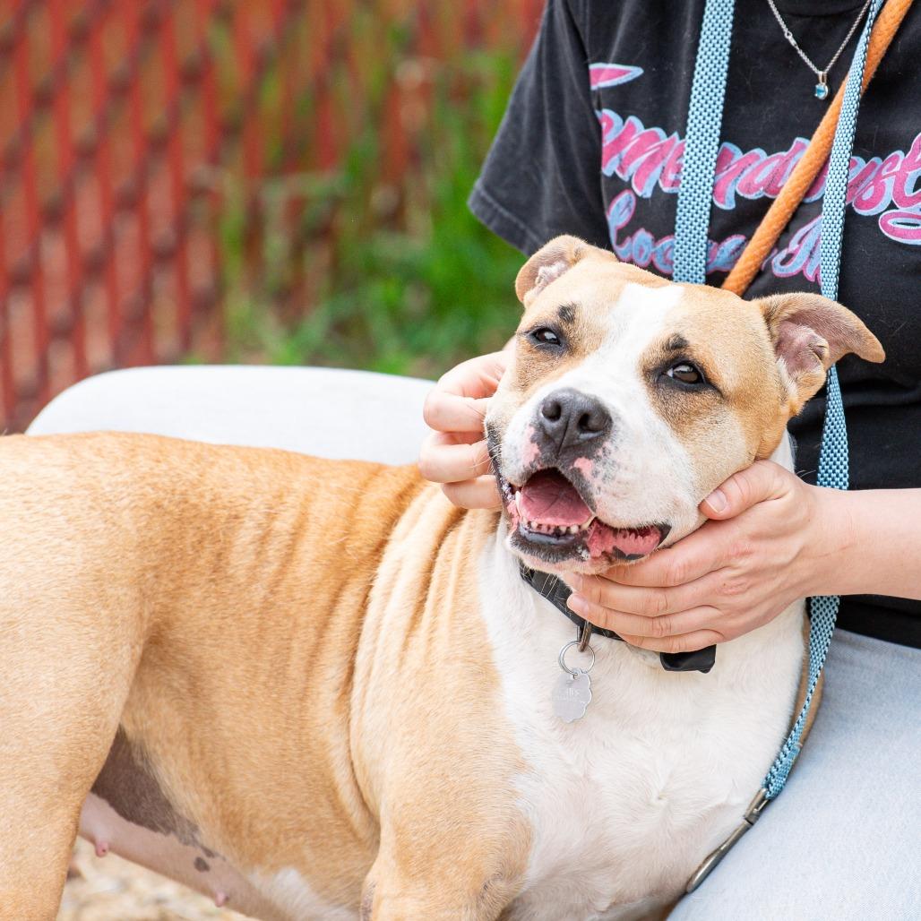 Enlarge Six, a Adoptable Mixed Breed in Kennebunk, ME image 4/6