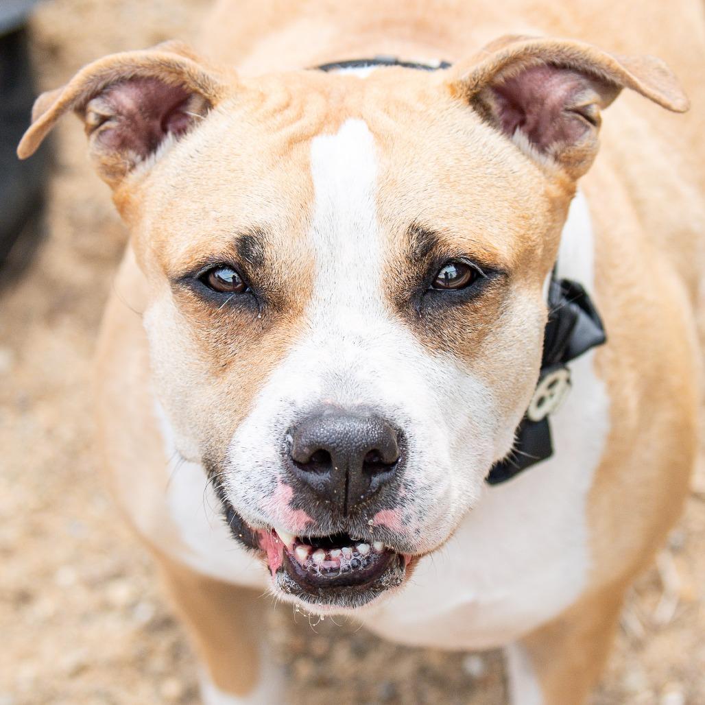 Enlarge Six, a Adoptable Mixed Breed in Kennebunk, ME image 5/6