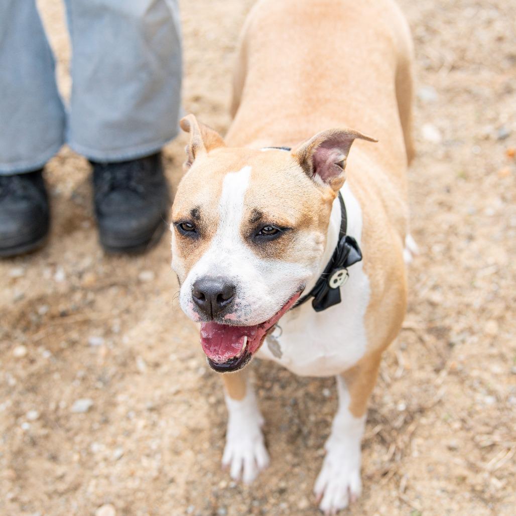 Enlarge Six, a Adoptable Mixed Breed in Kennebunk, ME image 6/6