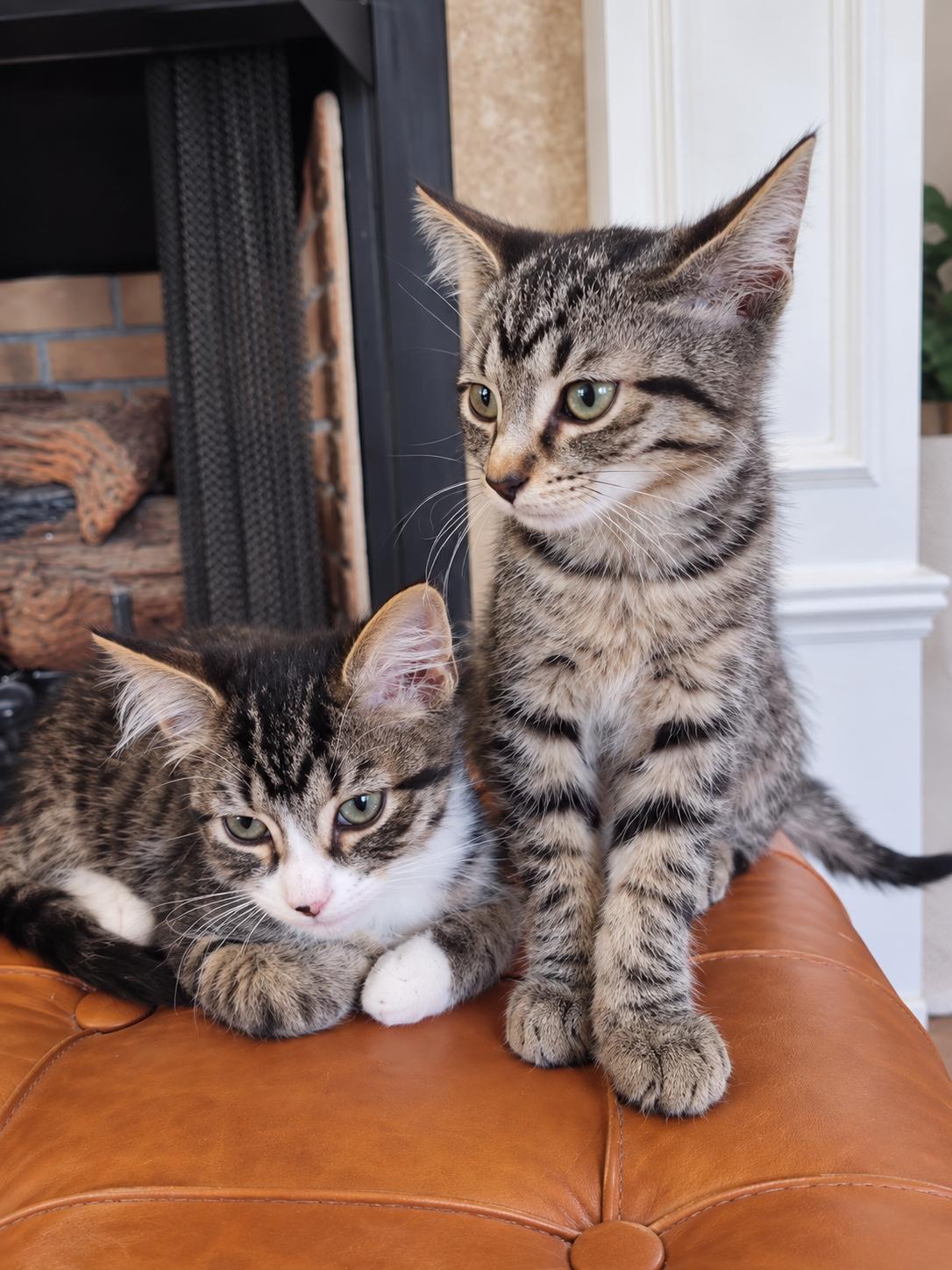 Enlarge BROOKS & COVE, a Adopted mixed breed in Barre, VT, VT image 6/6