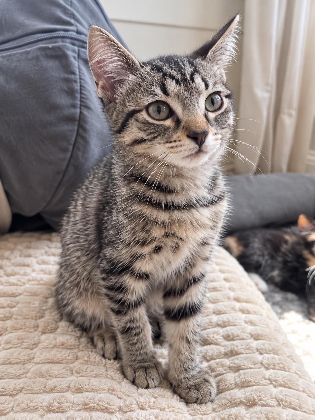 Enlarge BROOKS & COVE, a Adopted mixed breed in Barre, VT, VT image 3/6