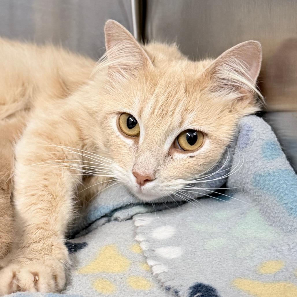 Helga, Adoptable, Adult Female Domestic Short Hair.