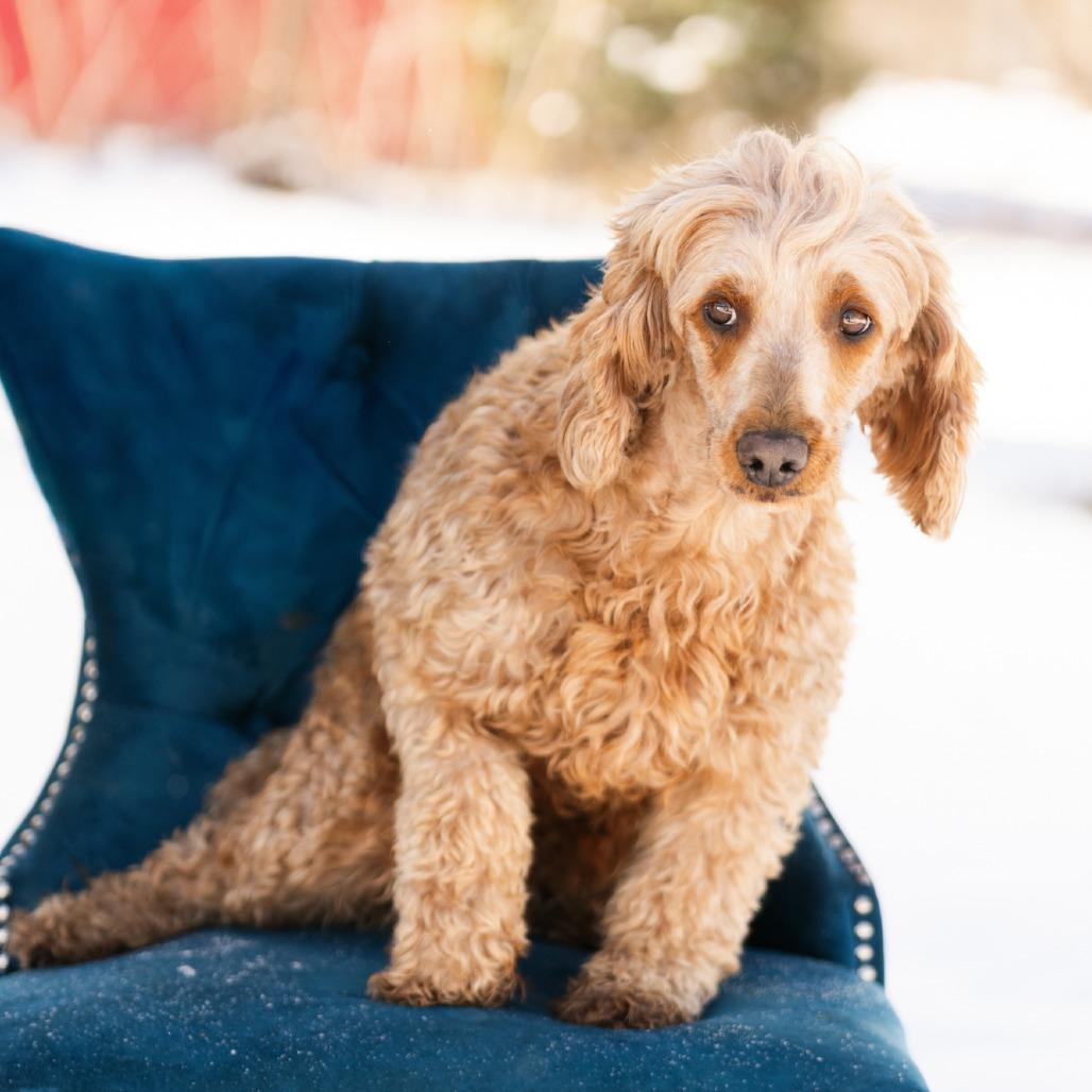 Jeanette, ADOPTABLE, Adult Female Goldendoodle.