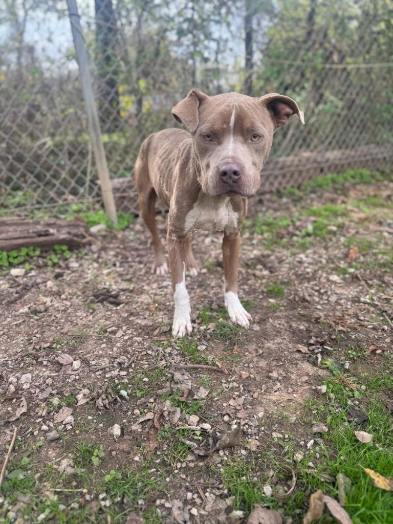 Enlarge Cauldron, a Adoptable Pit Bull Terrier in Russellville, KY image 1/5