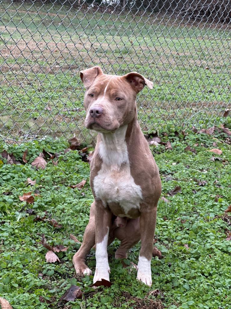 Enlarge Cauldron, a Adoptable Pit Bull Terrier in Russellville, KY image 2/5