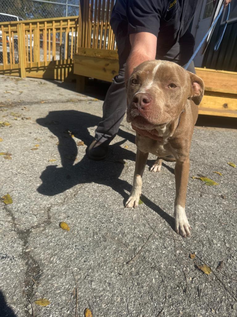 Enlarge Cauldron, a Adoptable Pit Bull Terrier in Russellville, KY image 5/5