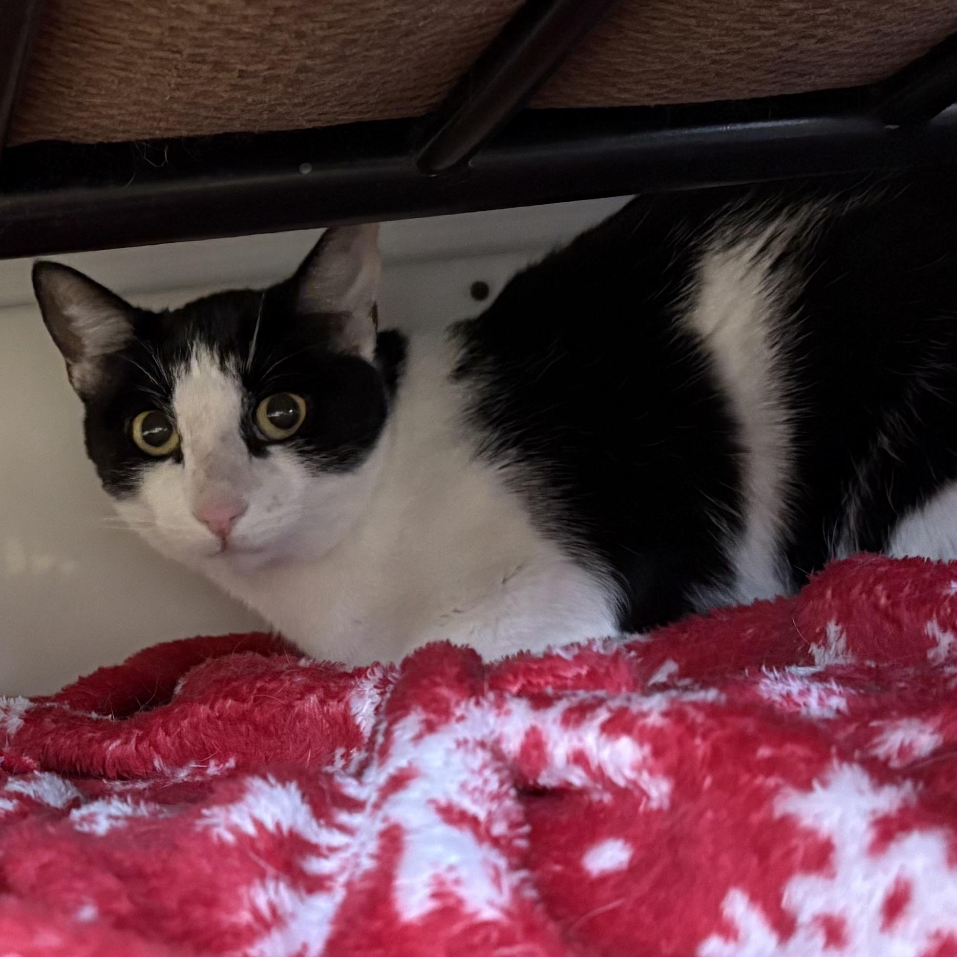 Enlarge Oscar, an adoptable Domestic Short Hair in Carson City, NV image 2/3