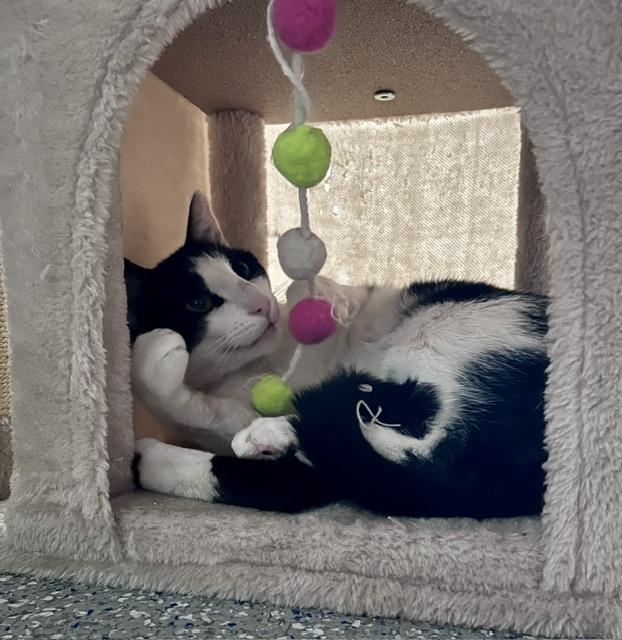 Oscar, adoptable, Young Male Domestic Short Hair.