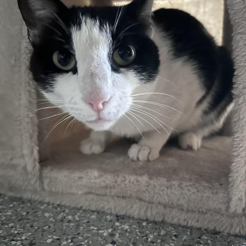 Enlarge Oscar, an adoptable Domestic Short Hair in Carson City, NV image 3/3