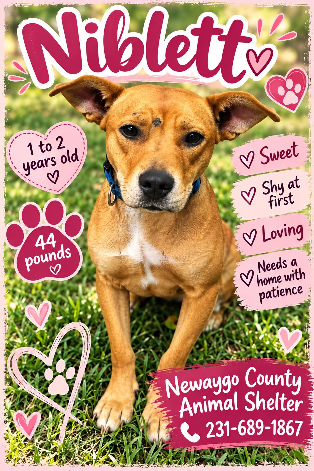 Enlarge Niblett, a Adoptable Mixed Breed in White Cloud, MI image 1/1