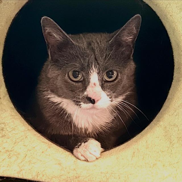 Mooshi Domestic Short Hair Cat