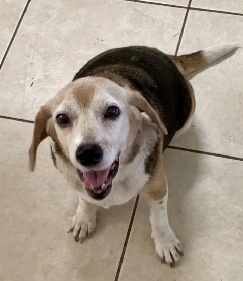 Belle Ami, Adopted, Senior Female Beagle.