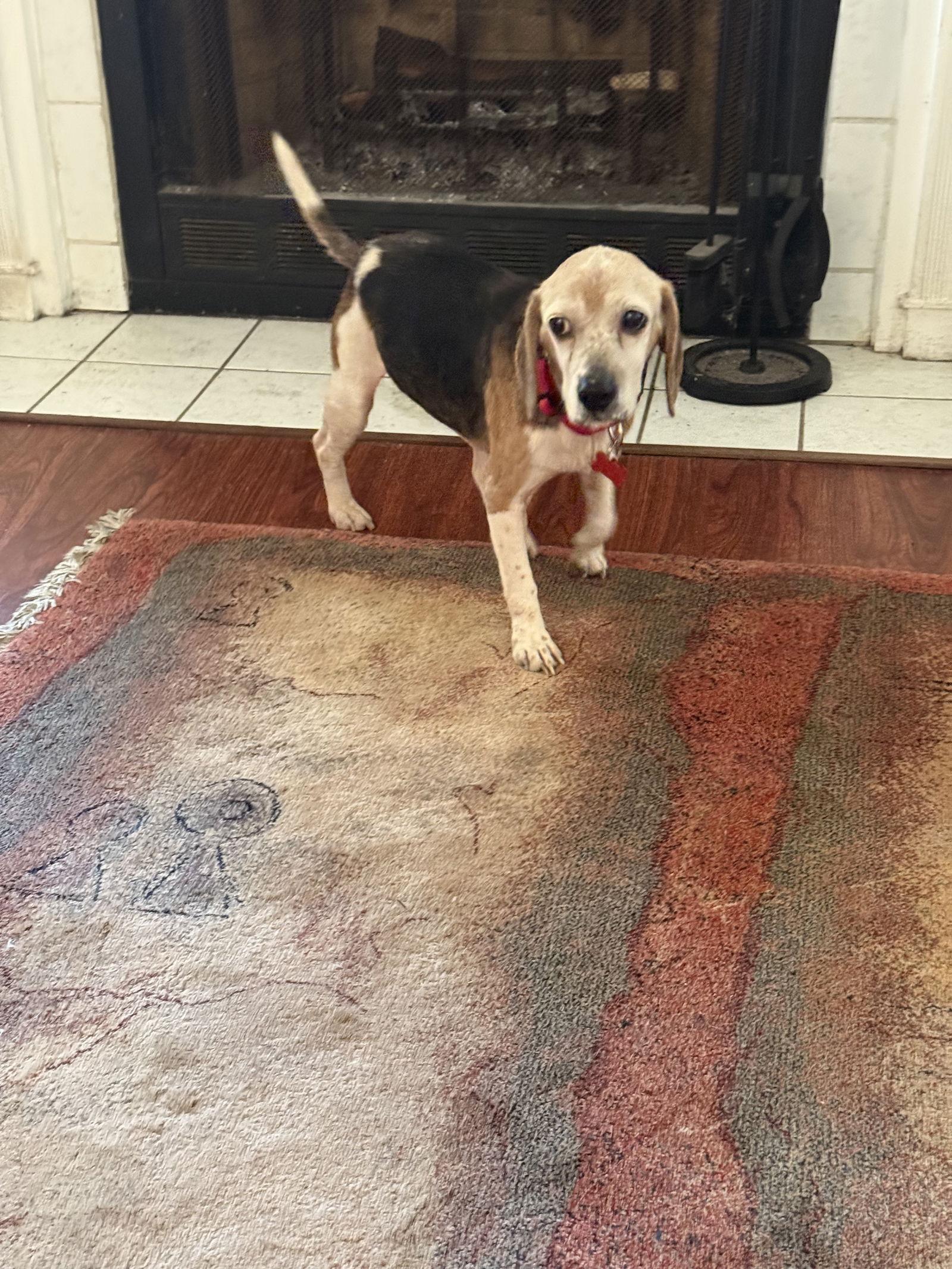 Enlarge Belle Ami, a Adopted Beagle in Tampa, FL image 2/3