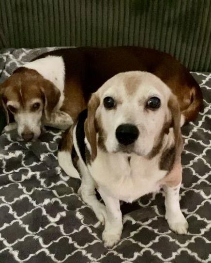 Enlarge Belle Ami, a Adopted Beagle in Tampa, FL image 3/3