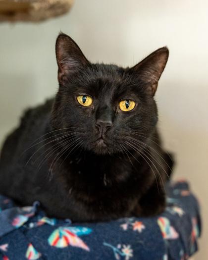Cosmo, Adoptable, Adult Female Domestic Short Hair & Domestic Short Hair.