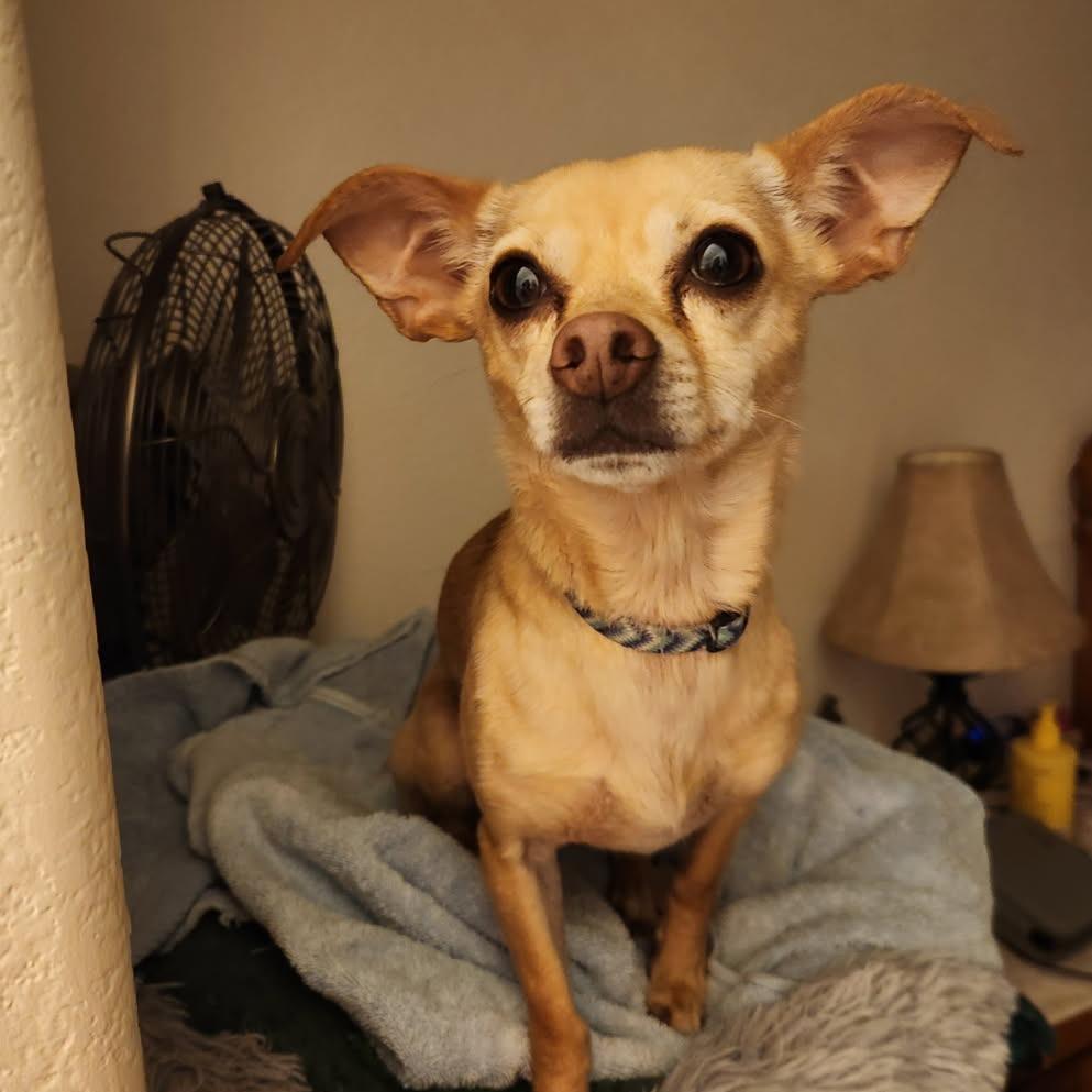 Enlarge Chico, a Adoptable Chihuahua in Colorado Springs, CO image 1/5